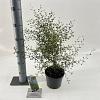 Sophora 'Little Baby' Pot 2 liter 25-30cm