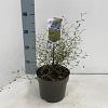 Sophora 'Little Baby' Pot 2 liter 25-30cm