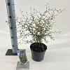 Sophora 'Little Baby' Pot 2 liter 25-30cm