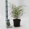 Sophora 'Little Baby' Pot 2 liter 25-30cm