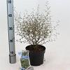 Sophora 'Little Baby' Pot 2 liter 25-30cm