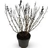 Sorbaria sorbif. 'Sem' Pot 12 liter 60 - 80 cm