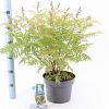 Sorbaria sorbif. 'Sem' Pot 5 liter 30-35cm