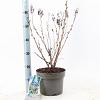 Sorbaria sorbif. 'Sem' Pot 5 liter 30-35cm