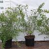 Spiraea arguta Pot 2 Liter40 - 60 cm