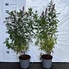 Spiraea billardii Pot 2 Liter60 - 80 cm