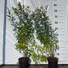 Spiraea billardii Pot 2 Liter60 - 80 cm