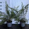 Spiraea cinerea 'Grefsheim' Pot 2 Liter40 - 60 cm