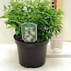 Spiraea jap. 'Albiflora' Pot 3 Liter 30 - 40 cm