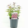 Spiraea jap. 'Anthony Waterer' Pot 2 Liter 20 - 30 cm