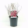 Spiraea jap. 'Anthony Waterer' Pot 2 Liter 20 - 30 cm
