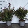 Spiraea jap. 'Anthony Waterer' Pot 2 liter 25-30cm