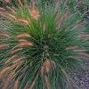 Pennisetum alopecuroides viridesc. Pot 9 cm