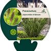 Pennisetum alopecuroides viridesc. Pot 9 cm