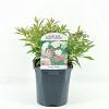 Spiraea jap. 'Genpei' Pot 2 Liter 20 - 30 cm