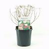 Spiraea jap. 'Genpei' Pot 2 Liter 20 - 30 cm