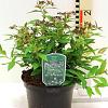 Spiraea jap. 'Genpei' Pot 3 Liter 30 - 40 cm