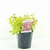 Spiraea jap. 'Golden Princess' Pot 2 Liter 20 - 30 cm