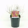 Spiraea jap. 'Golden Princess' Pot 2 Liter 20 - 30 cm