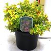 Spiraea jap. 'Golden Princess' Pot 3 liter 25-30cm