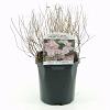 Spiraea jap. 'Little Princess' Pot 2 Liter 20 - 30 cm