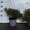 Spiraea jap. 'Little Princess' Pot 2 Liter30 - 40 cm