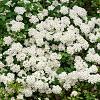 Spiraea nipp. 'Snowmound' Pot 2 Liter40 - 60 cm