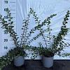 Spiraea nipp. 'Snowmound' Pot 2 Liter40 - 60 cm