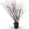 Spiraea vanhouttei Pot 12 liter 80 - 100 cm