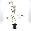 Stewartia pseudocamellia Pot 3 Liter 40 - 50 cm