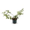 Styrax japonicus Pot 3 Liter 30 - 40 cm