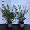 Symphoricarpos d. 'Magic Berry' Pot 2 Liter40 - 60 cm