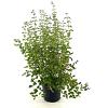 Symphoricarpos d. 'Mother of Pearl' Pot 3 Liter 30 - 40 cm