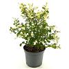 Symphoricarpos Magical Galaxy Pot 3 Liter 40 - 50 cm