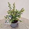 Symphoricarpos Magical Galaxy Pot 2 liter 25-30cm