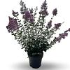 Syringa Bloomerang Dark Purple Pot 12 liter 60 - 80 cm