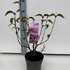 Syringa chinensis 'Saugeana' Pot 2 liter 25-30cm