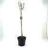 Syringa josikaea Pot 10 liter Stam 80 cm