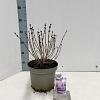 Syringa meyeri Flowerfesta Pink Pot 5 Liter 40 - 50 cm