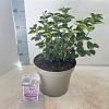 Syringa meyeri Flowerfesta Purple Pot 5 Liter 40 - 50 cm
