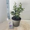 Syringa meyeri Flowerfesta White Pot 5 Liter 40 - 50 cm