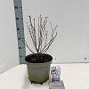 Syringa meyeri Flowerfesta White Pot 5 Liter 40 - 50 cm