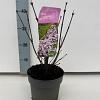 Syringa patula 'Miss Kim' Pot 2 liter 25-30cm