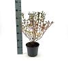 Syringa 'Red Pixie' Pot 3 Liter 30 - 40 cm