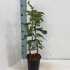 Syringa v. Beauty of Moscow Pot 2 Liter30 - 40 cm