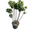 Syringa v. 'Mme Lemoine' Pot 4 Liter 40 - 50 cm