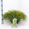 Chamaecyparis p. 'Sungold' Pot 7,5 Liter 30 - 40 cm