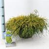 Chamaecyparis p. 'Sungold' Pot 7,5 Liter 30 - 40 cm