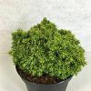 Cryptomeria j. 'Tenzan' Pot 3 Liter 10 - 20 cm