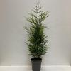 Cupressocyparis l. 'Castlewellan' Pot 12 liter 125 - 150 cm